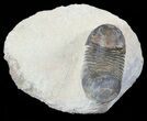 Bargain, Paralejurus Trilobite #53210-1
